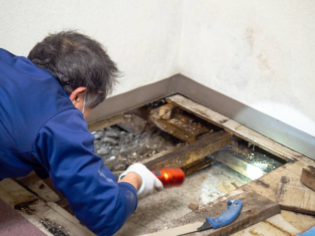 Attic Mold Removal in Hazel Green, AL